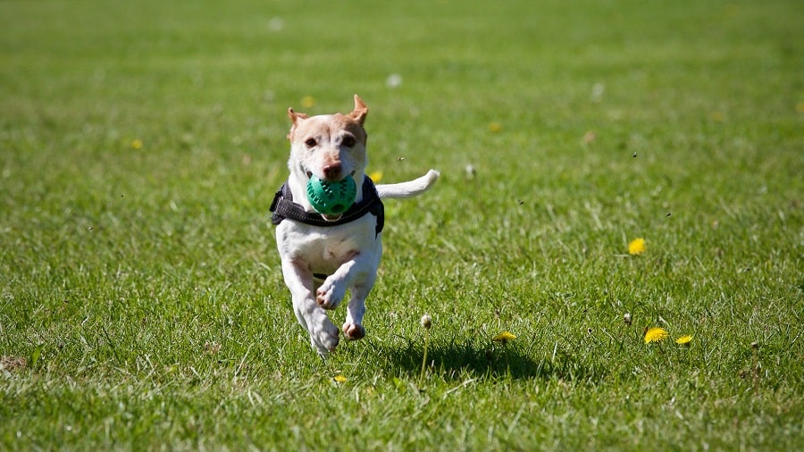 Cane Che Corre Con Pallina In Bocca Min