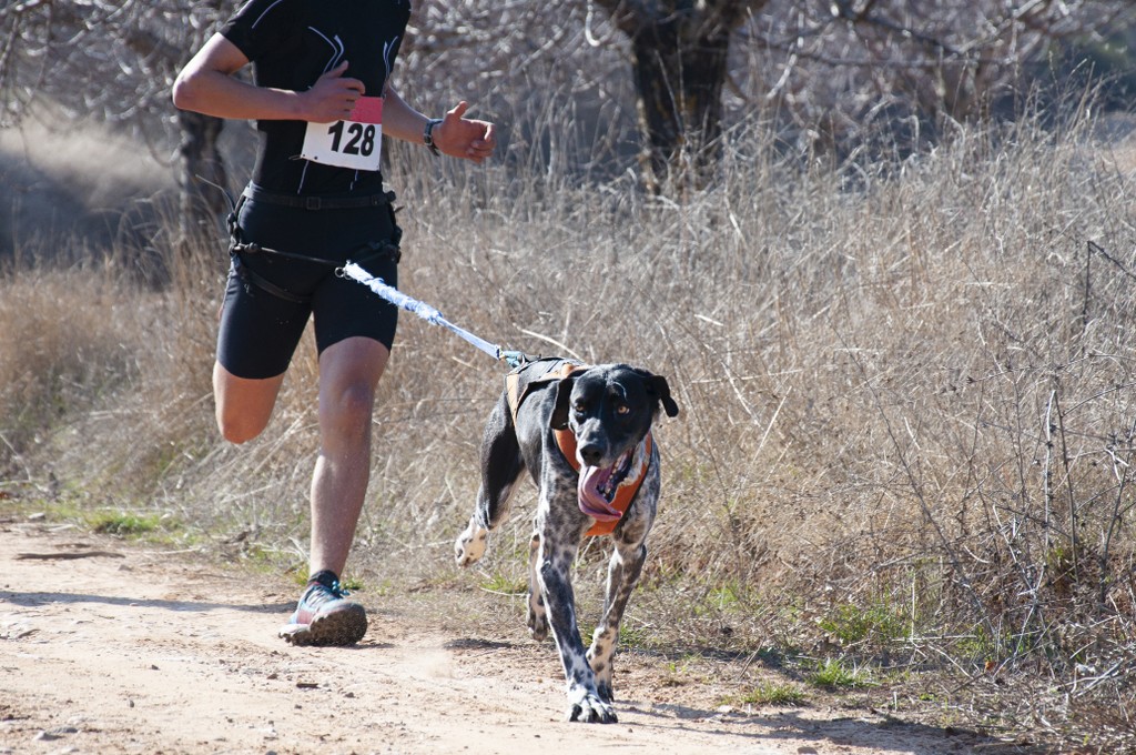 Cane E Uomo Che Partecipano A Una Popolare Gara Di Canicross