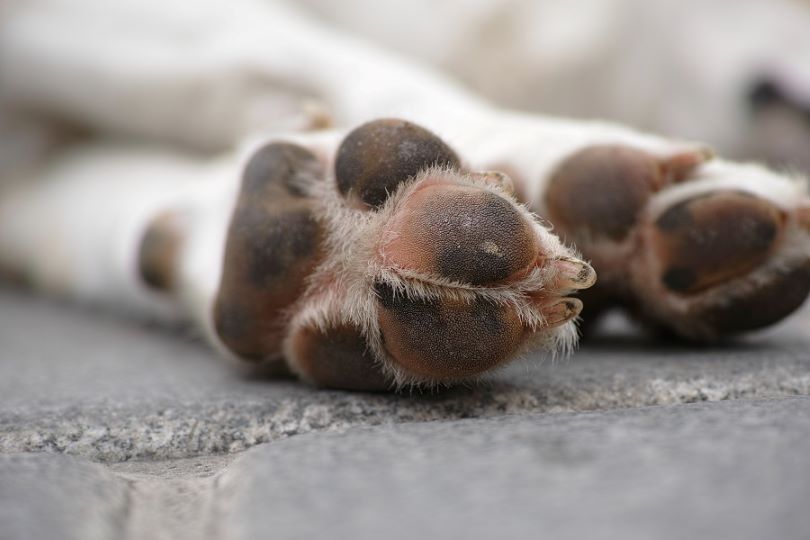 Polpastrelli Cane Stanco Corsa